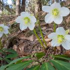 Helleborus niger - die sehr früh blühende Schneerose