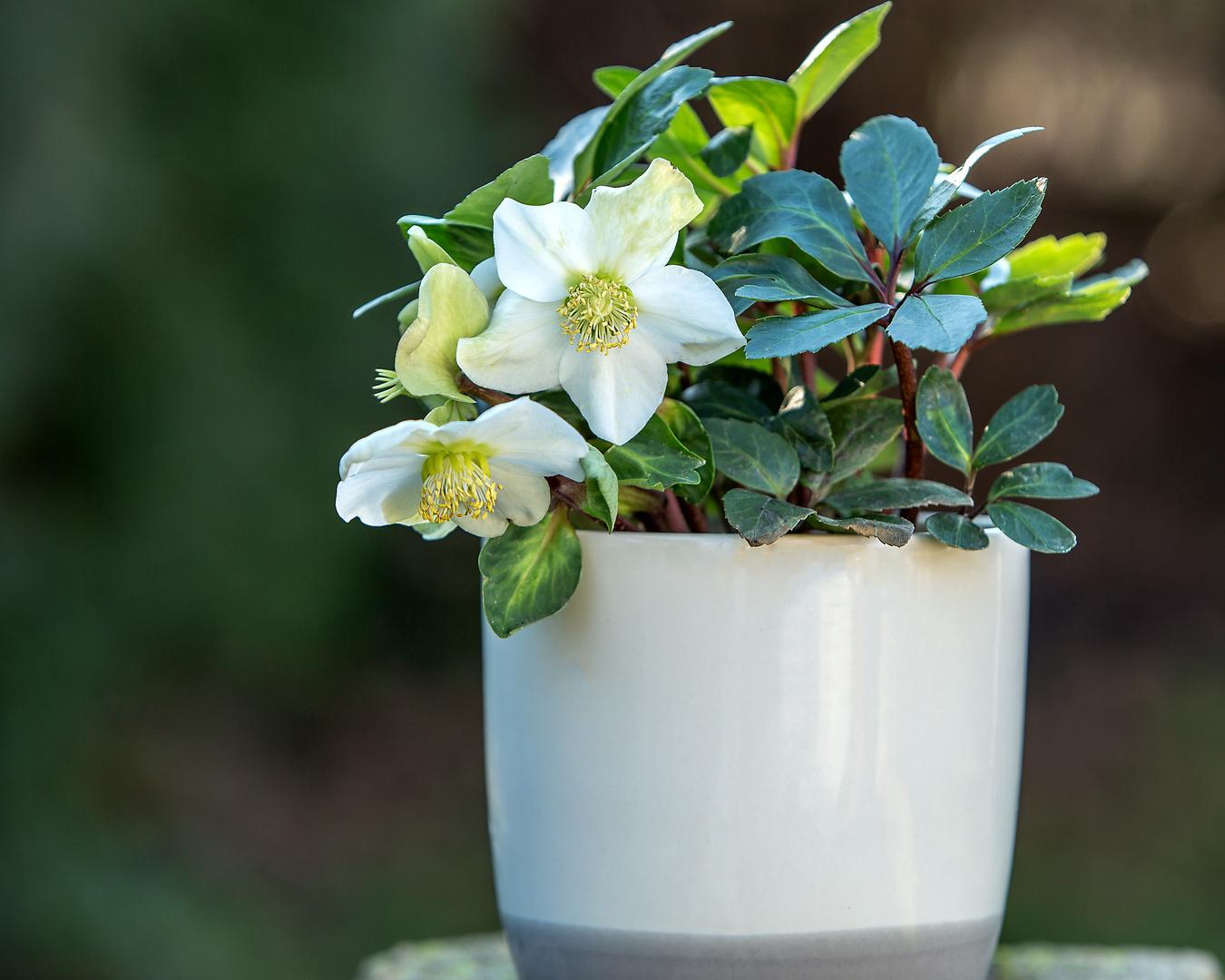 Helleborus niger