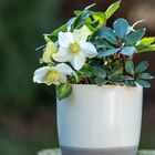 Helleborus niger