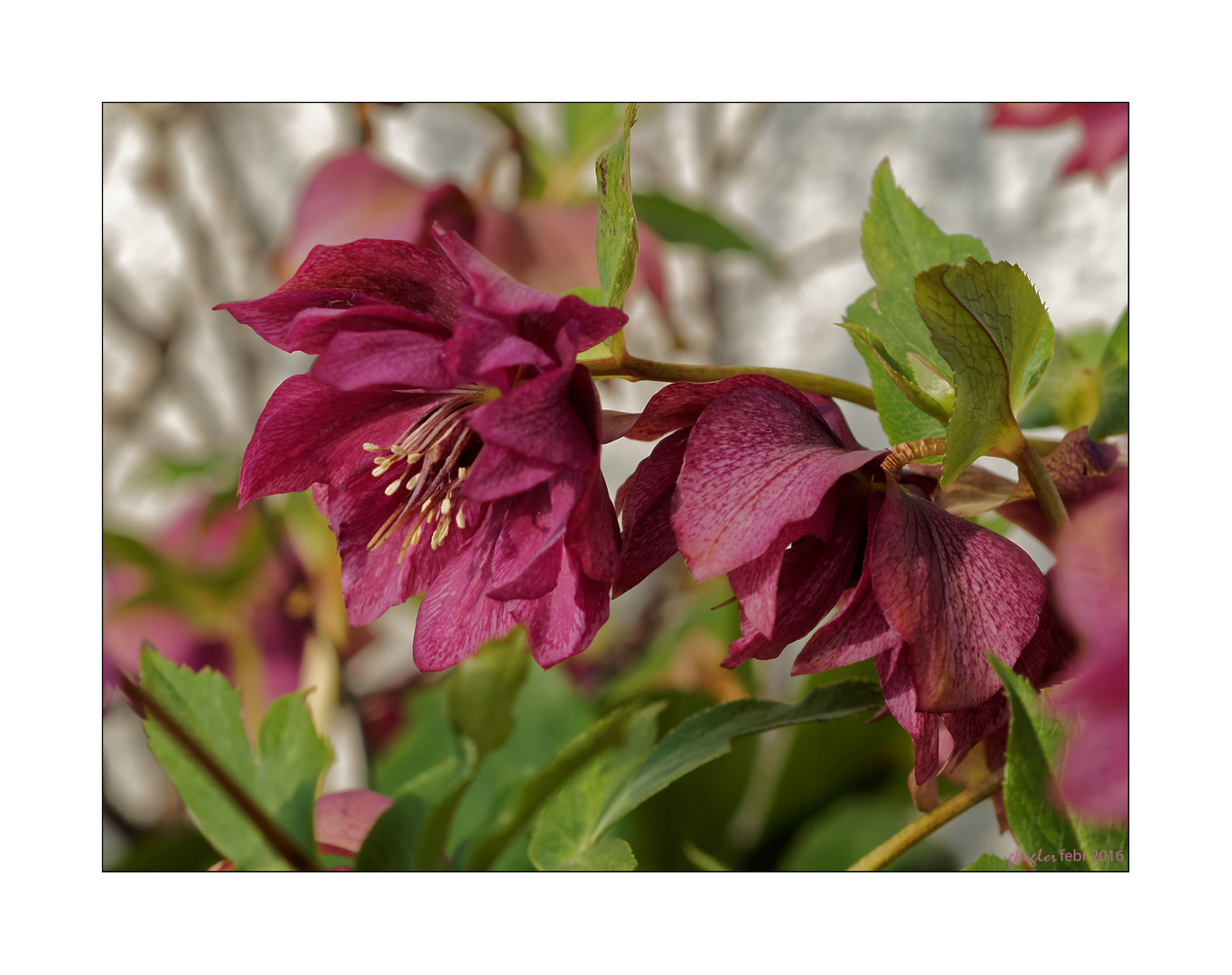 Helleborus niger Hybride