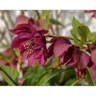 Helleborus niger Hybride