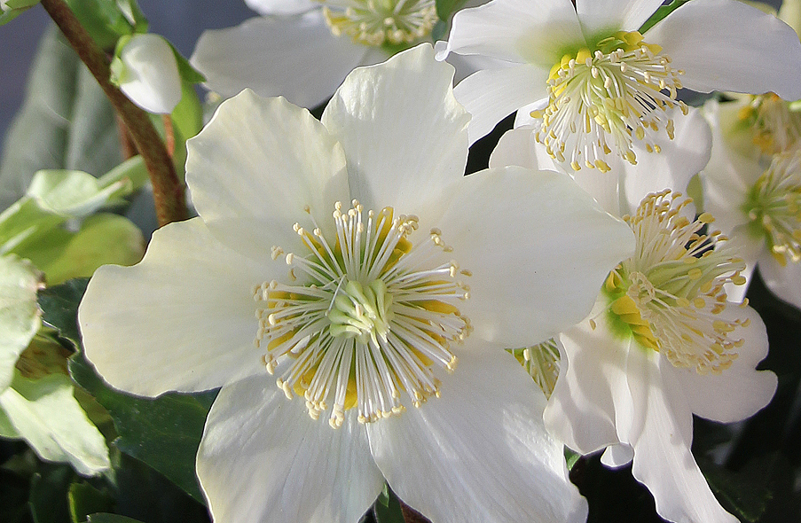 Helleborus niger L.