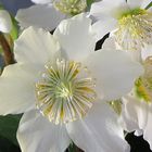 Helleborus niger L.