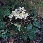 Helleborus niger lag vor wenigen Tagen noch unter dem Schnee für knapp eine Woche...