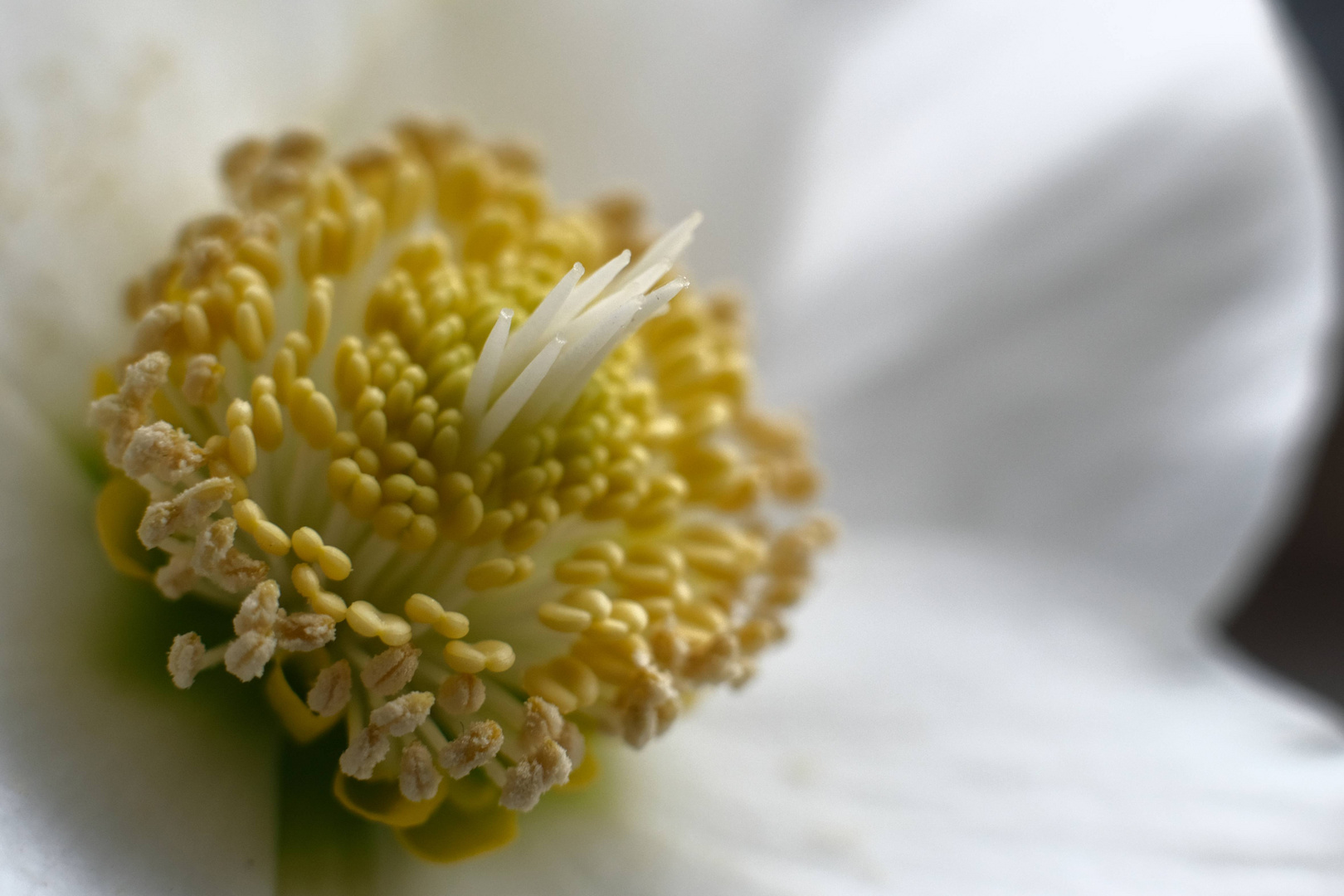 Helleborus niger (Schneerose, Christrose, Schwarze Nieswurz, Christmas rose)