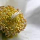 Helleborus niger (Schneerose, Christrose, Schwarze Nieswurz, Christmas rose)