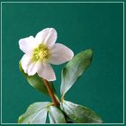 Helleborus niger - schwarzer Nieswurz