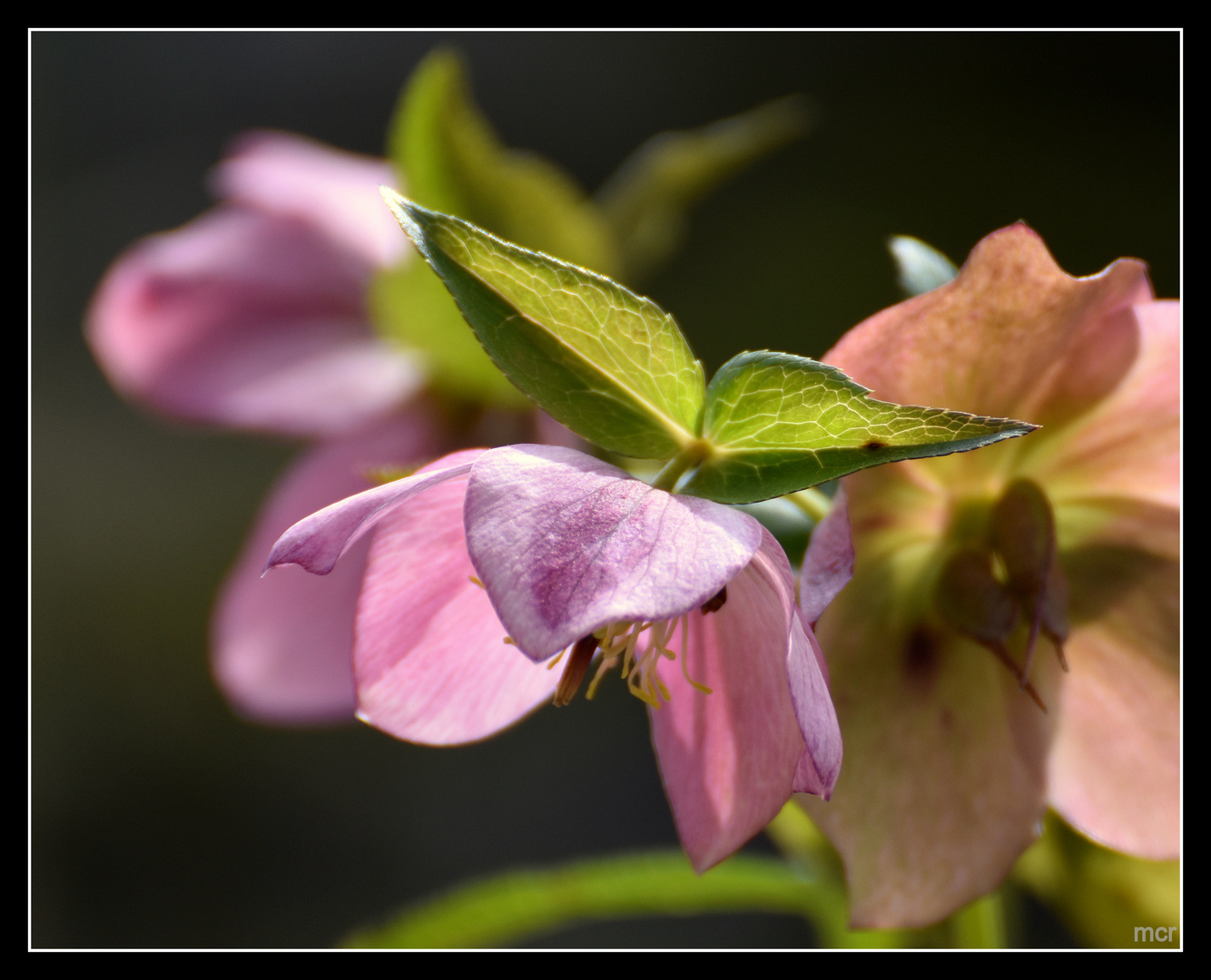 Helleborus nigercors