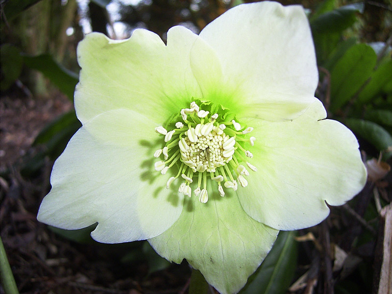 Helleborus orientale "Yellow"