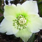 Helleborus orientale "Yellow"