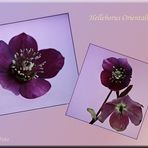 Helleborus Orientalis 2