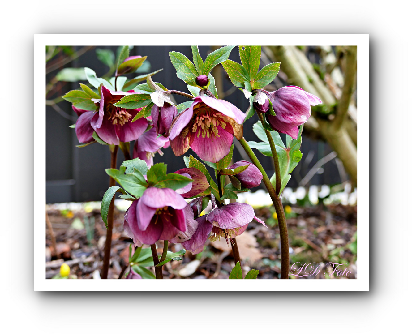 helleborus orientalis 2