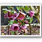 helleborus orientalis 2