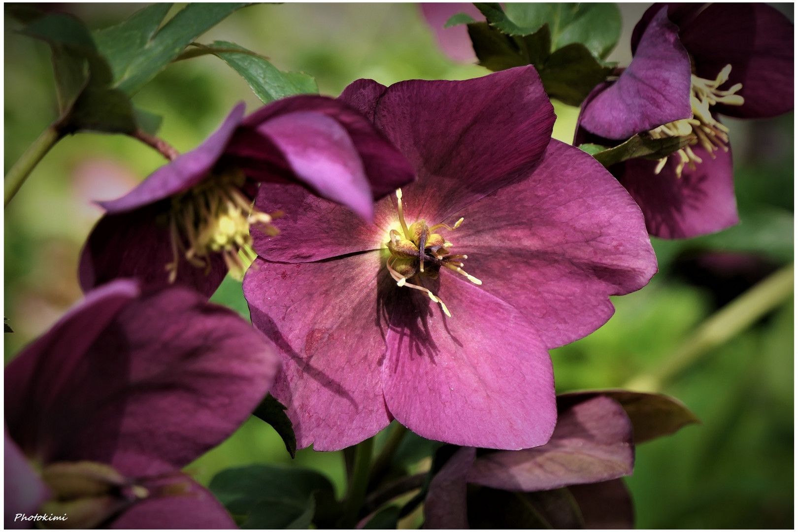 Helleborus Orientalis