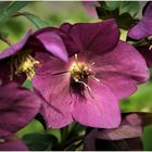 Helleborus Orientalis