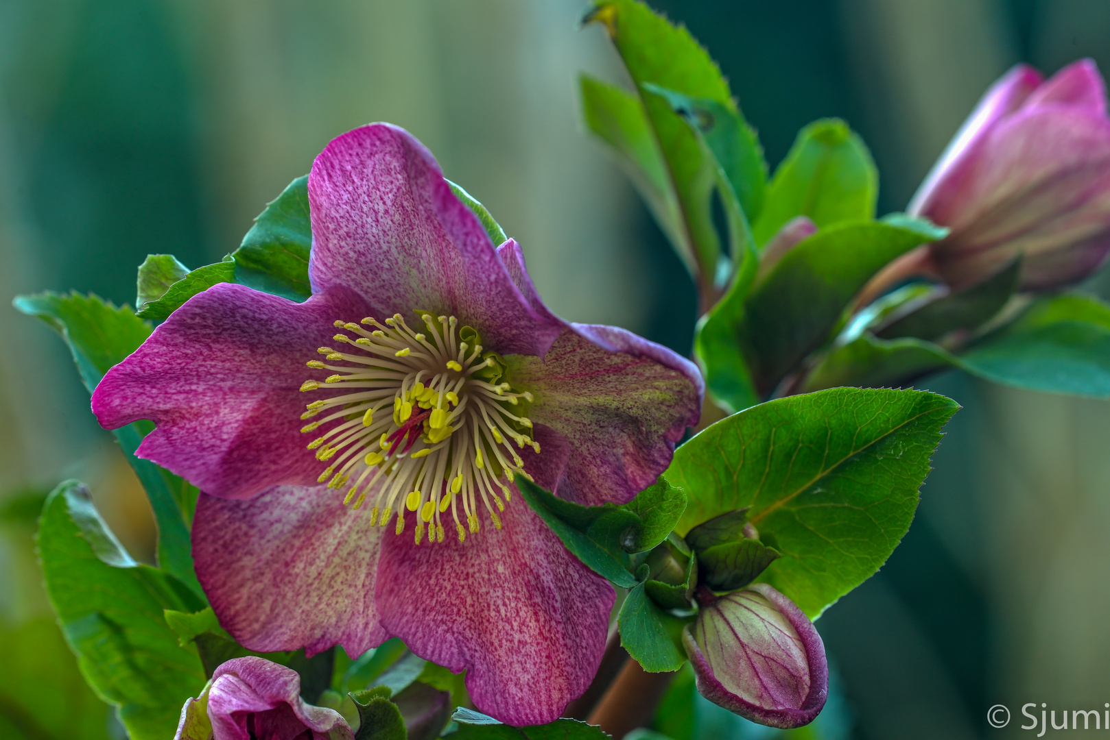 Helleborus orientalis