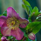 Helleborus orientalis