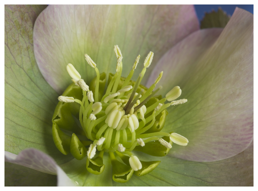 Helleborus orientalis