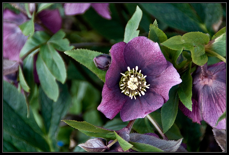 - Helleborus orientalis -