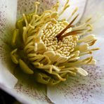 ~helleborus orientalis~