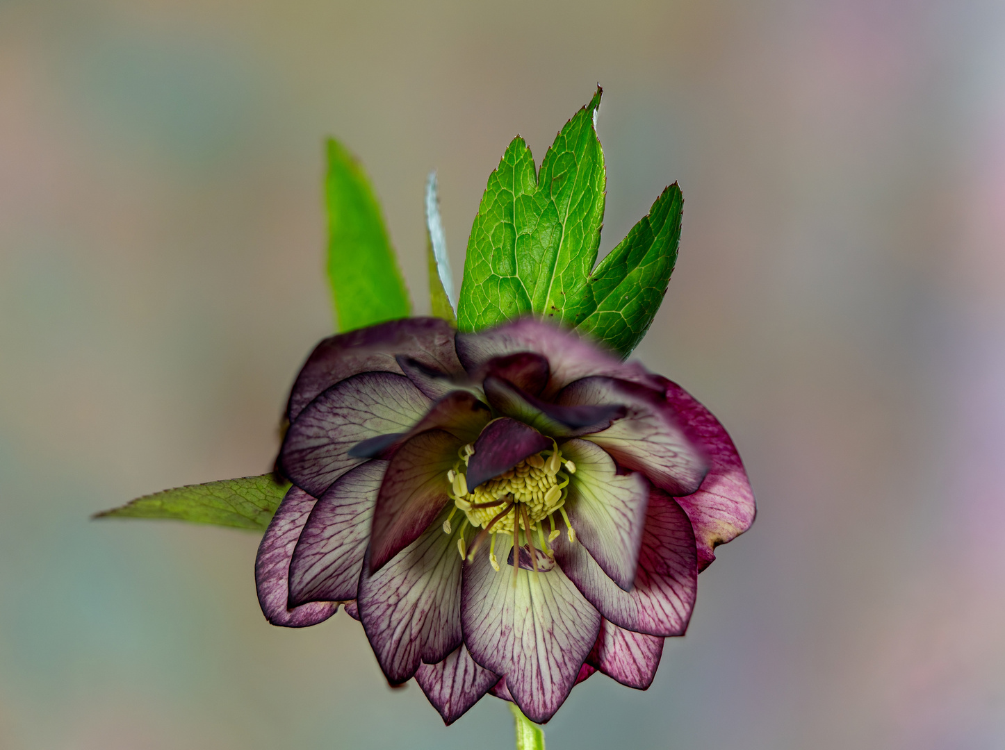 Helleborus Orientalis