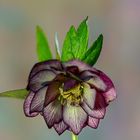 Helleborus Orientalis