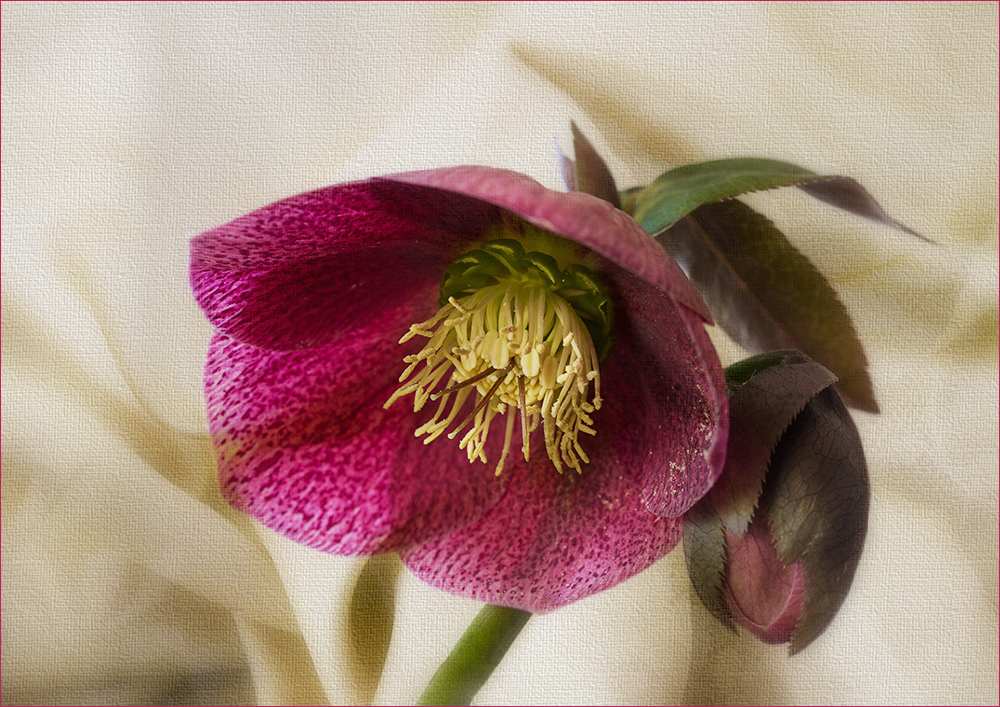 Helleborus Orientalis...