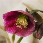 Helleborus Orientalis...