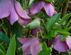 Helleborus Orientalis