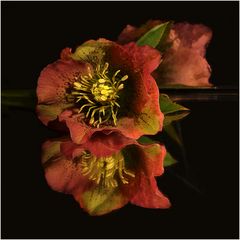 Helleborus orientalis