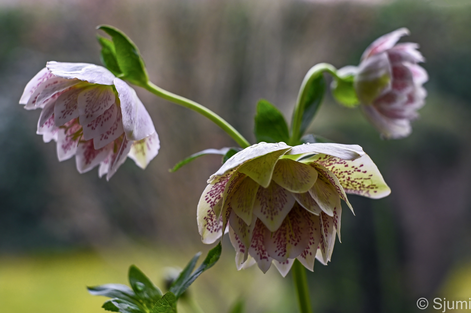 Helleborus orientalis