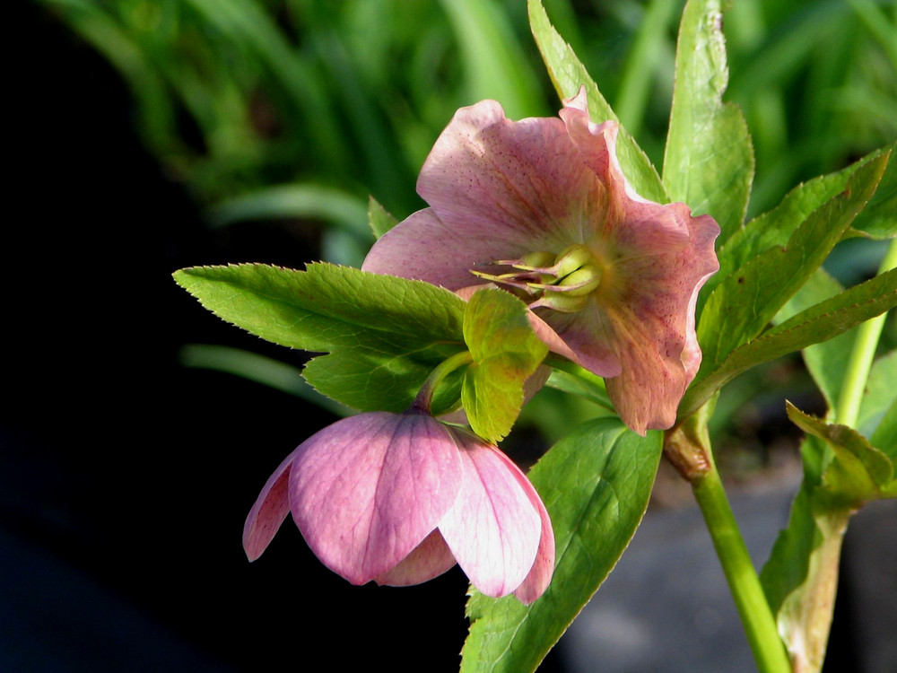 Helleborus Orientalis