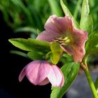 Helleborus Orientalis