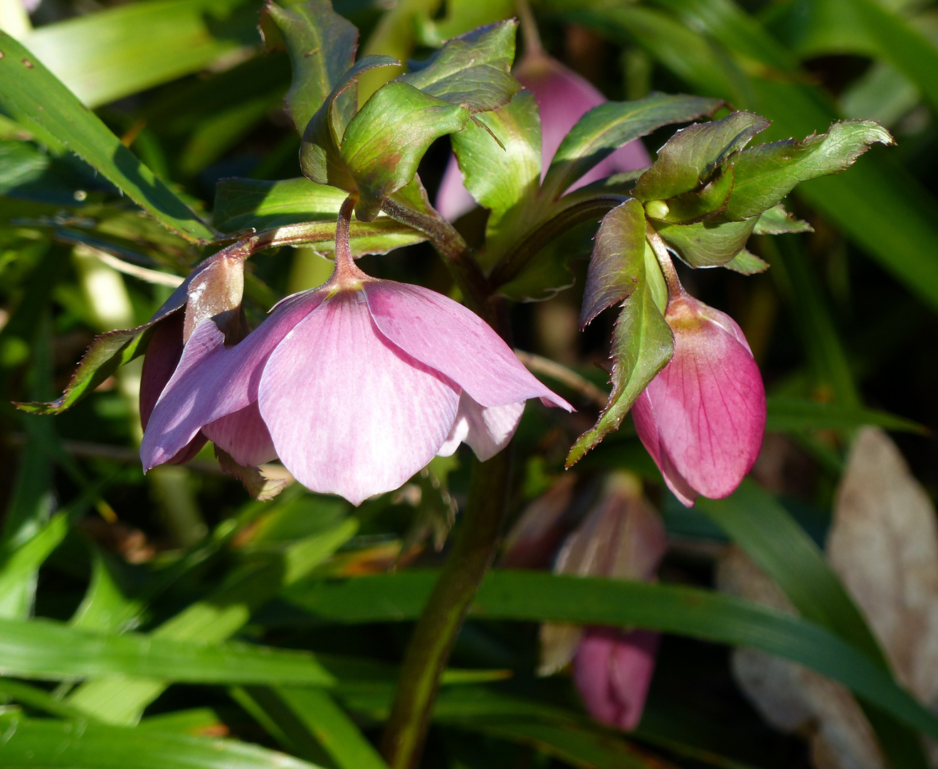 Helleborus orientalis