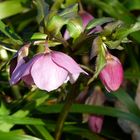 Helleborus orientalis