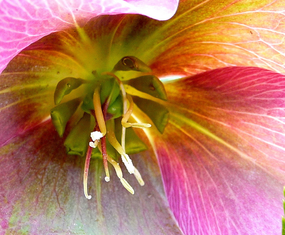 Helleborus Orientalis - ganz nah