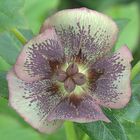 Helleborus Orientalis Hybr. 'Zodiak Strain'