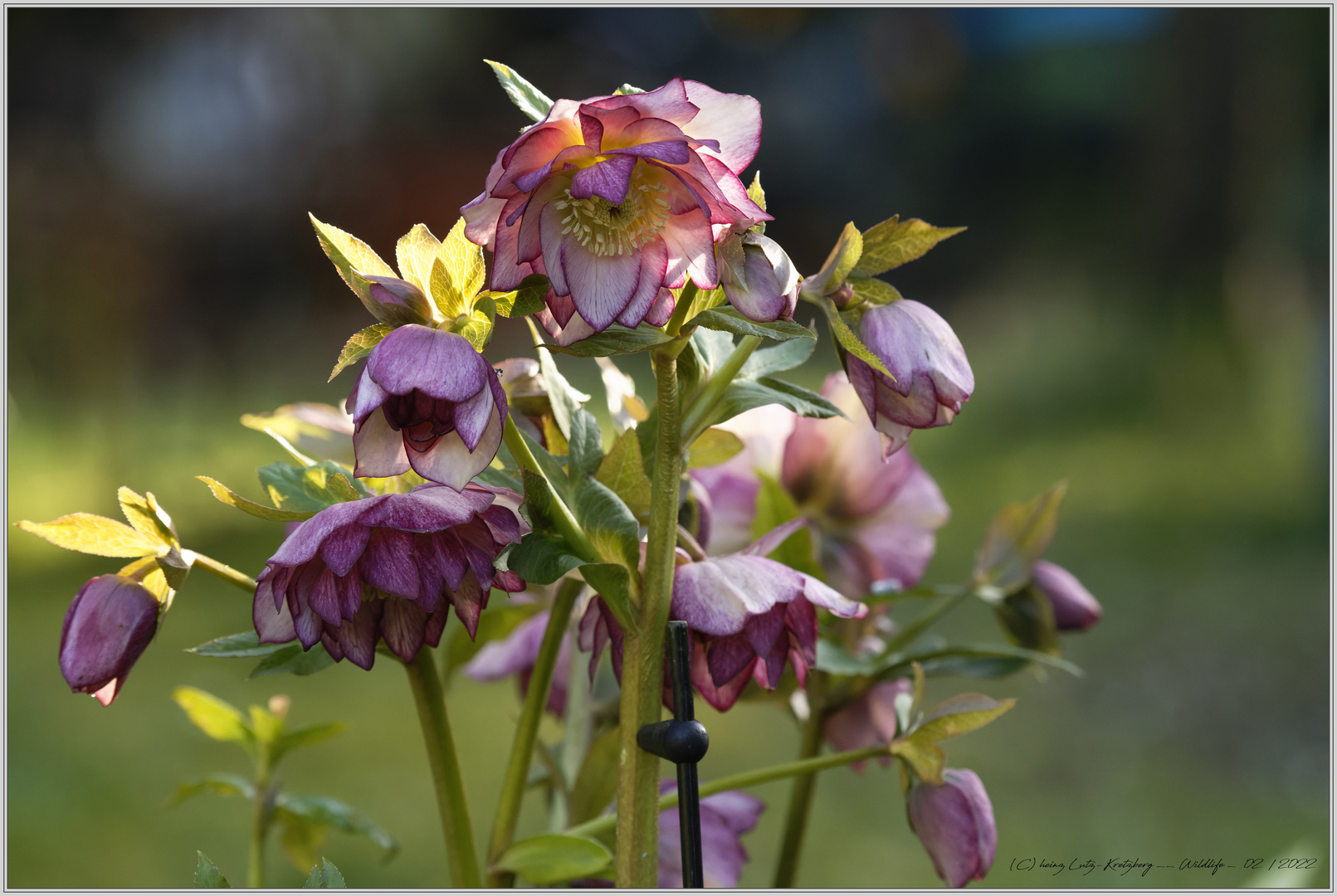 Helleborus Orientalis-Hybriden