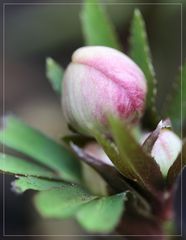 Helleborus orientalis I