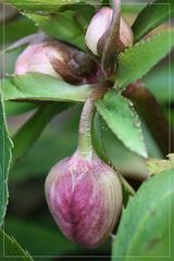 Helleborus orientalis II