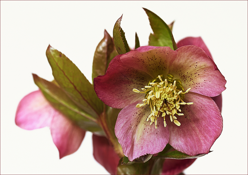 Helleborus orientalis - Kaum zeigt sich die Sonne -