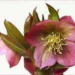 Helleborus orientalis - Kaum zeigt sich die Sonne -