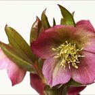 Helleborus orientalis - Kaum zeigt sich die Sonne -