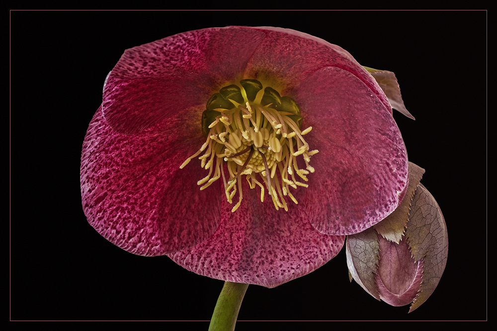 Helleborus orientalis   ~    Lenten rose...