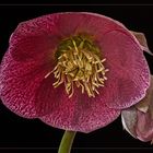 Helleborus orientalis   ~    Lenten rose...