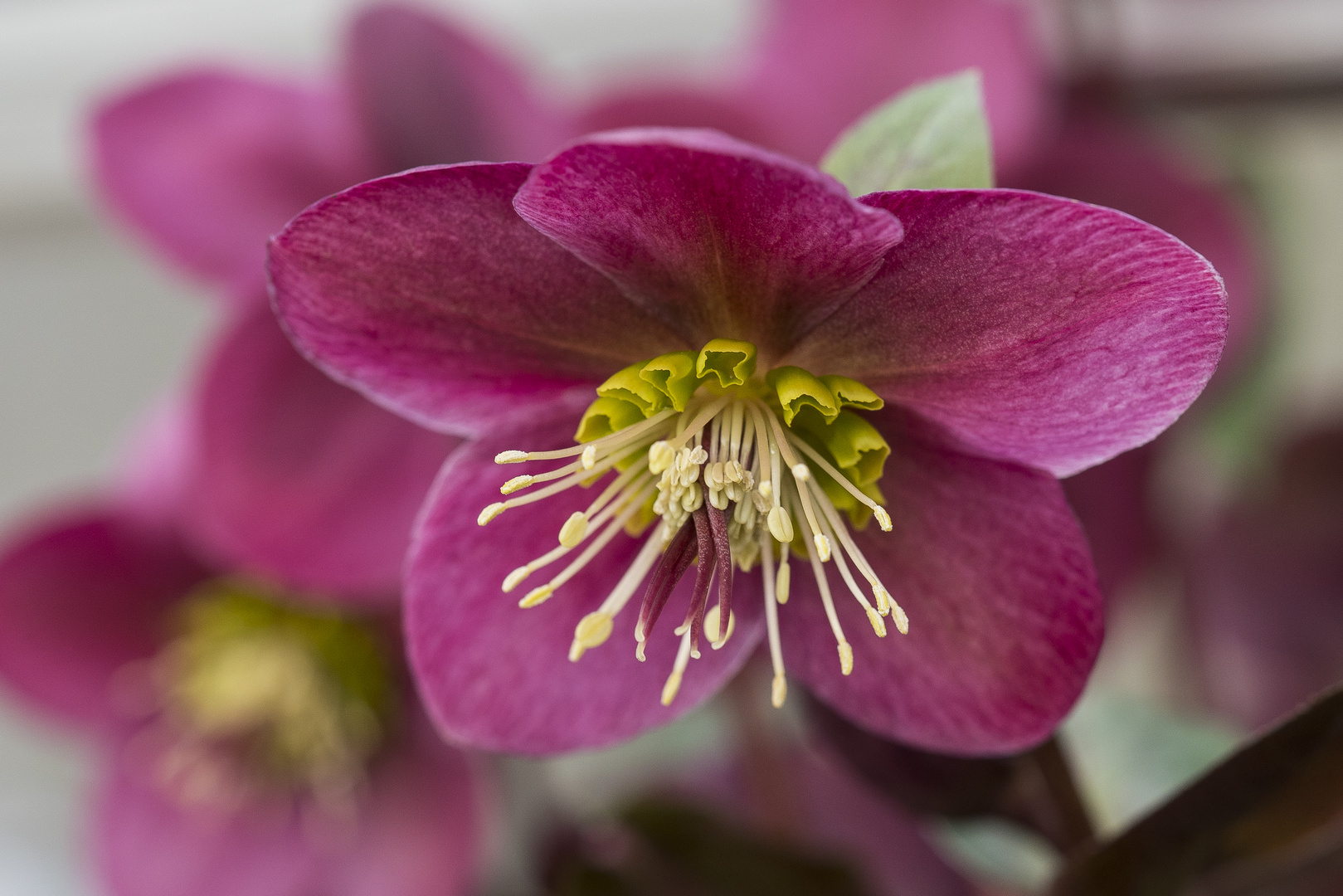 Helleborus orientalis (Lenzrose) Foto & Bild nah & makro, pflanzen