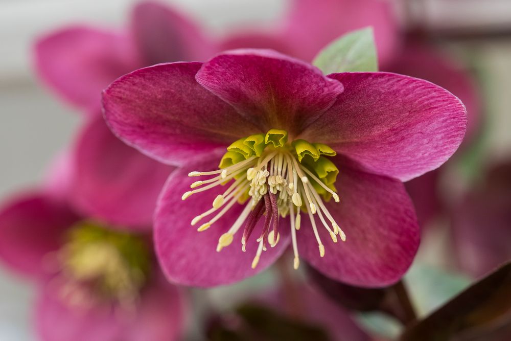 Helleborus orientalis (Lenzrose) Foto & Bild nah & makro, pflanzen