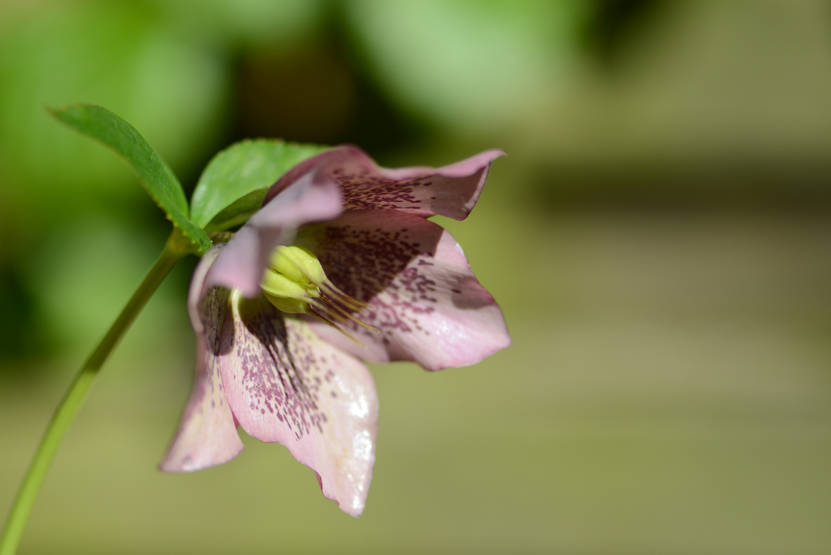 Helleborus orientalis – Orientalische Lenzrose