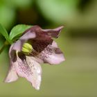 Helleborus orientalis – Orientalische Lenzrose