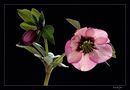 Helleborus